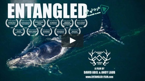 فيلم Entangled The Race To Save Right Whales From Extinction 2020 مترجم